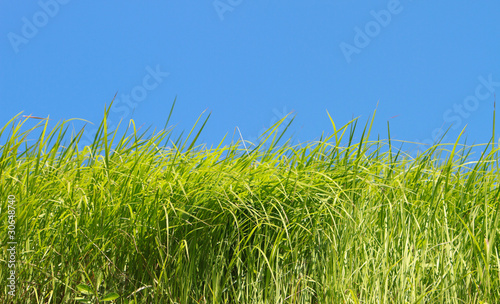 Green grass over blue sky