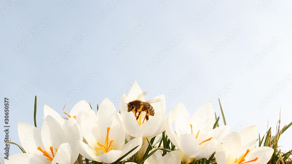 Krokusse und Honigbiene