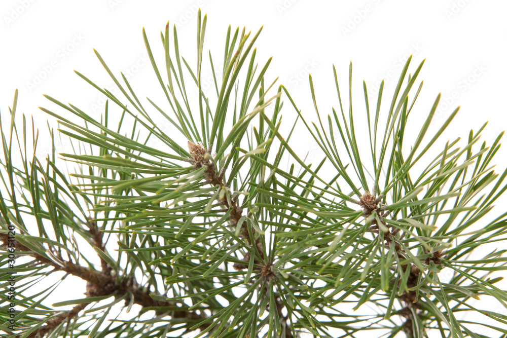 Pine branch, isolated. Pine branch, isolated.