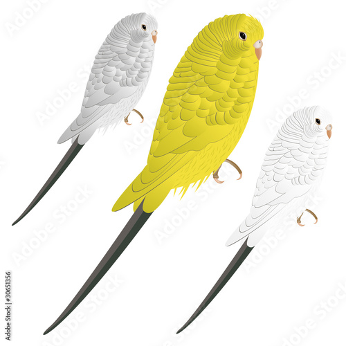 Cute vector budgie or parakeet