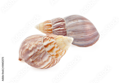 Two seashell isolated on white
