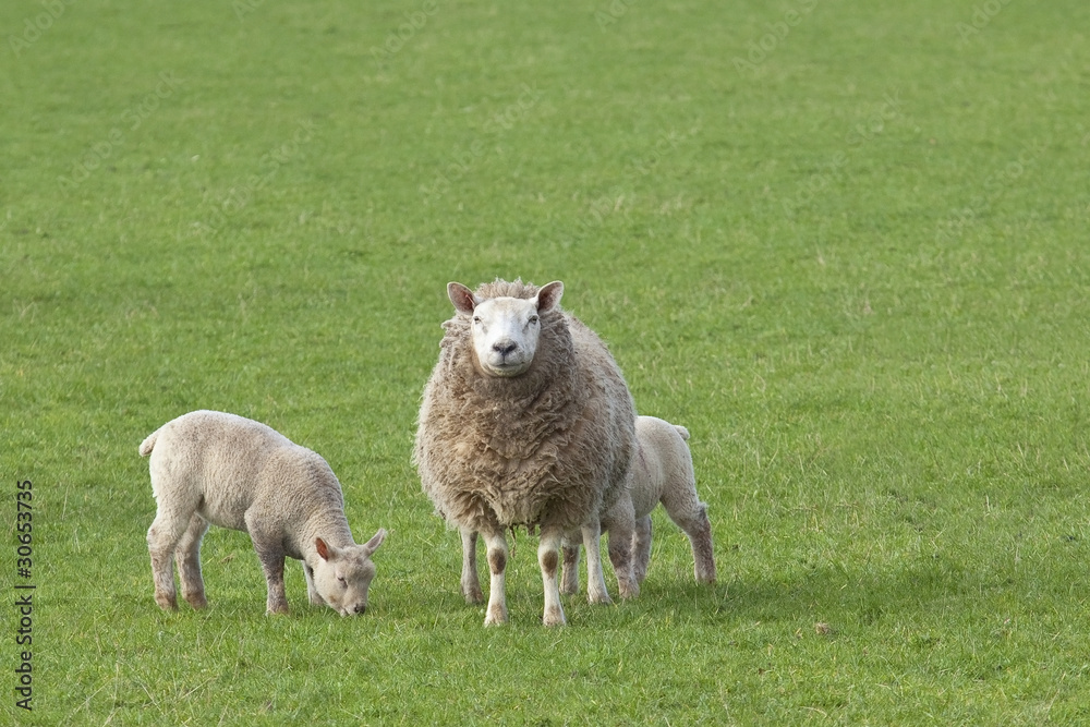 Fototapeta premium ewe with lambs