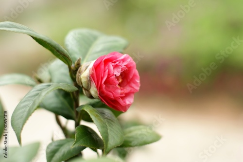 camellia photo