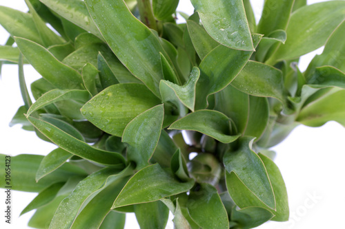 bulbilles d'agave