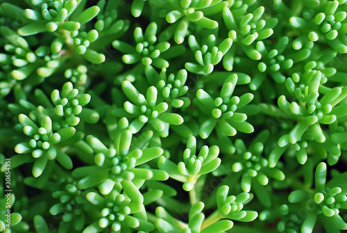 Natural green background with Crassula