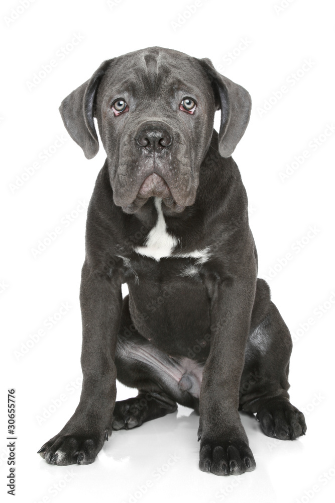 Cane corso puppy sits on a white