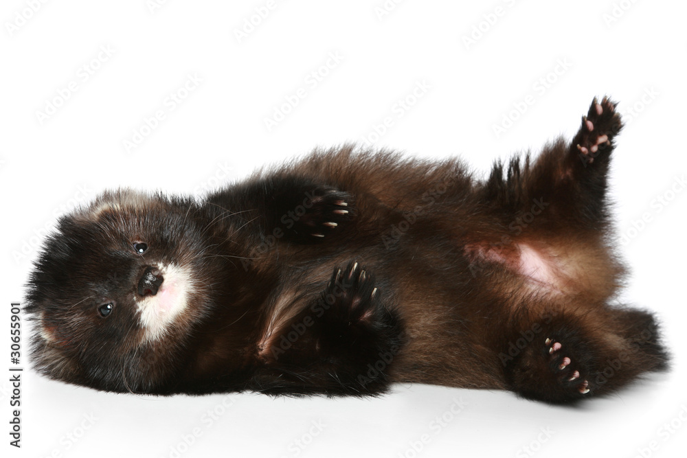Obraz premium Ferret has a rest on a white background