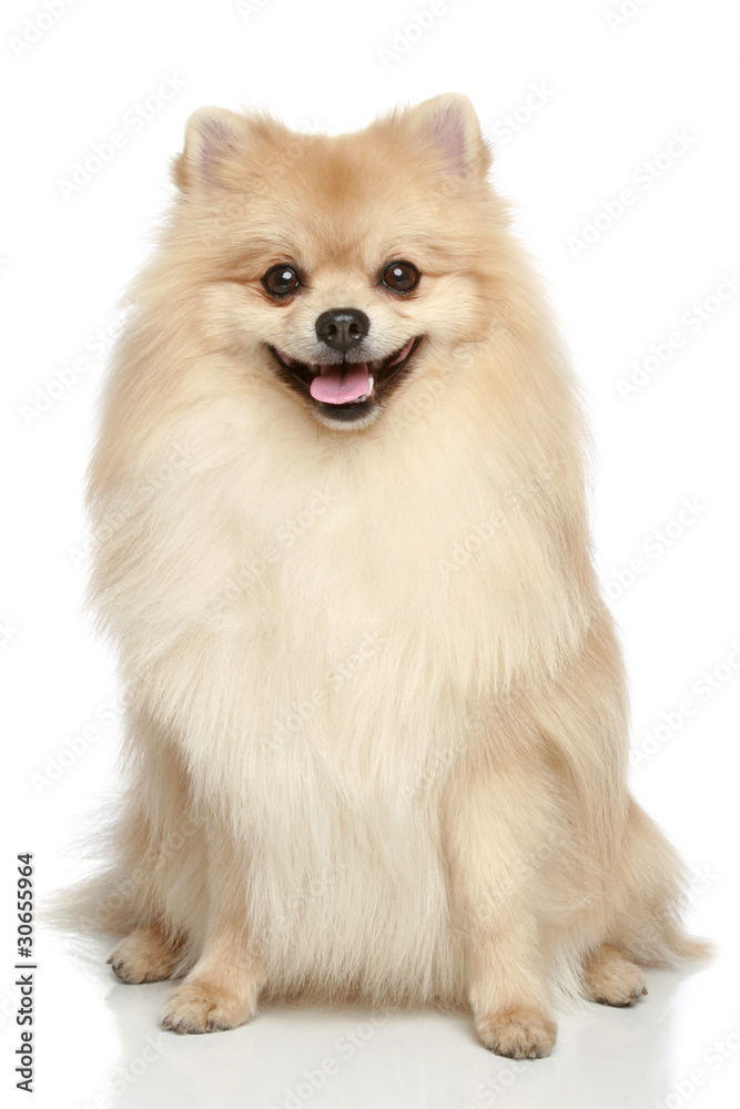 Pomeranian Spitz puppy on a white background Pomeranian Spitz puppy on a white background
