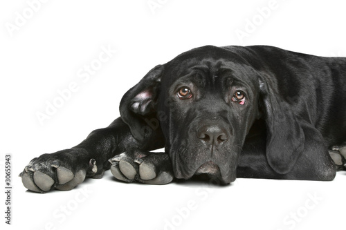 Cane corso dog puppy lying on a white photo