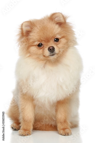 Pomeranian Spitz puppy on a white background © jagodka