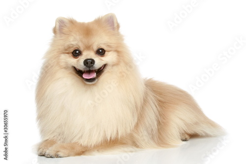 Pomeranian Spitz puppy on a white background © jagodka