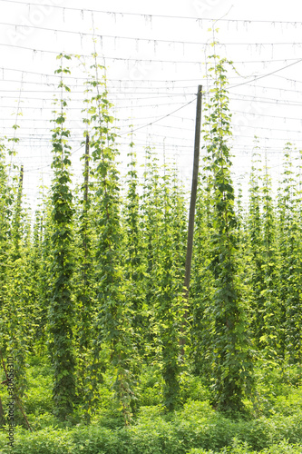 hops garden  Czech Republic