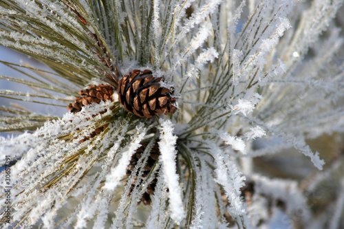 Pine cones and Frost