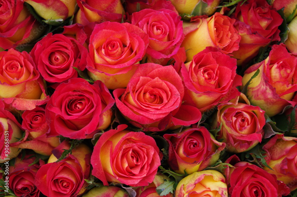 Red Roses Red Roses