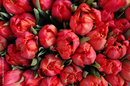 Tulips red