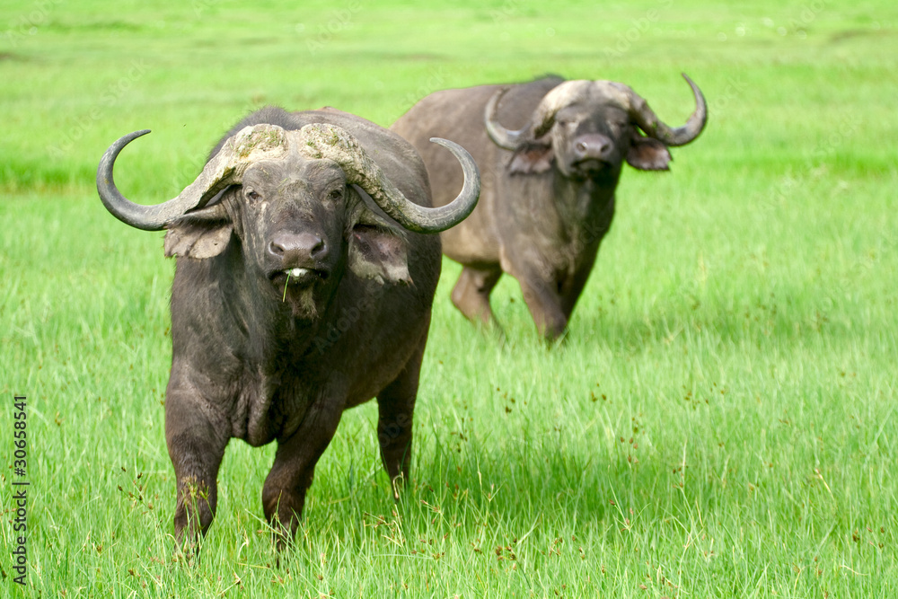 Two african buffaloes in a field of grass Two african buffaloes in a field of grass