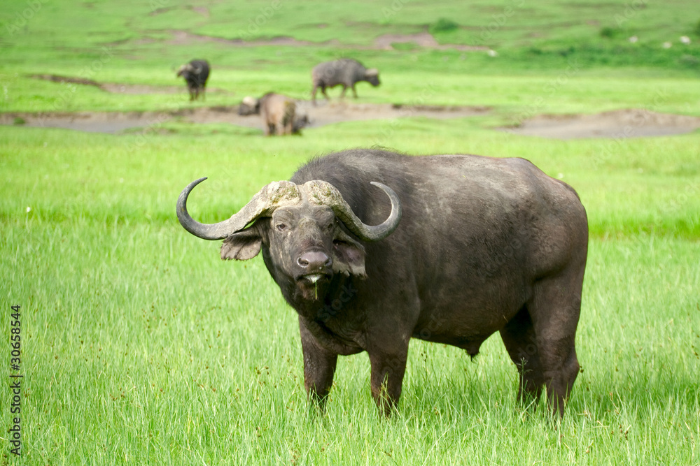 African buffalo in a field of grass African buffalo in a field of grass