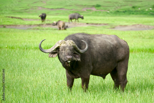 African buffalo in a field of grass photo