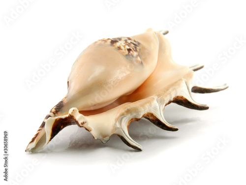 Sea shell isolated