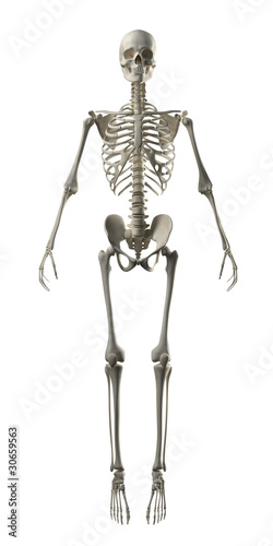 Full Frontal Skeleton islolated