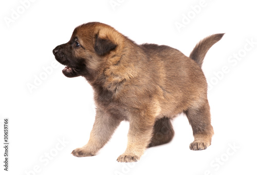 shepherd`s dog puppy © Nikolai Tsvetkov