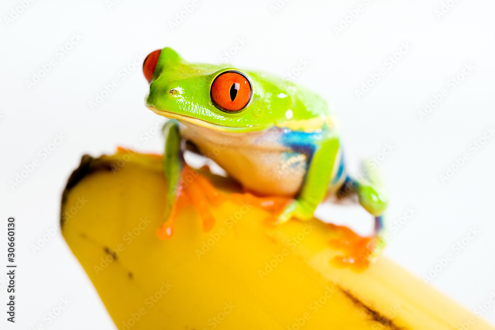 Obraz premium Frog on a banana