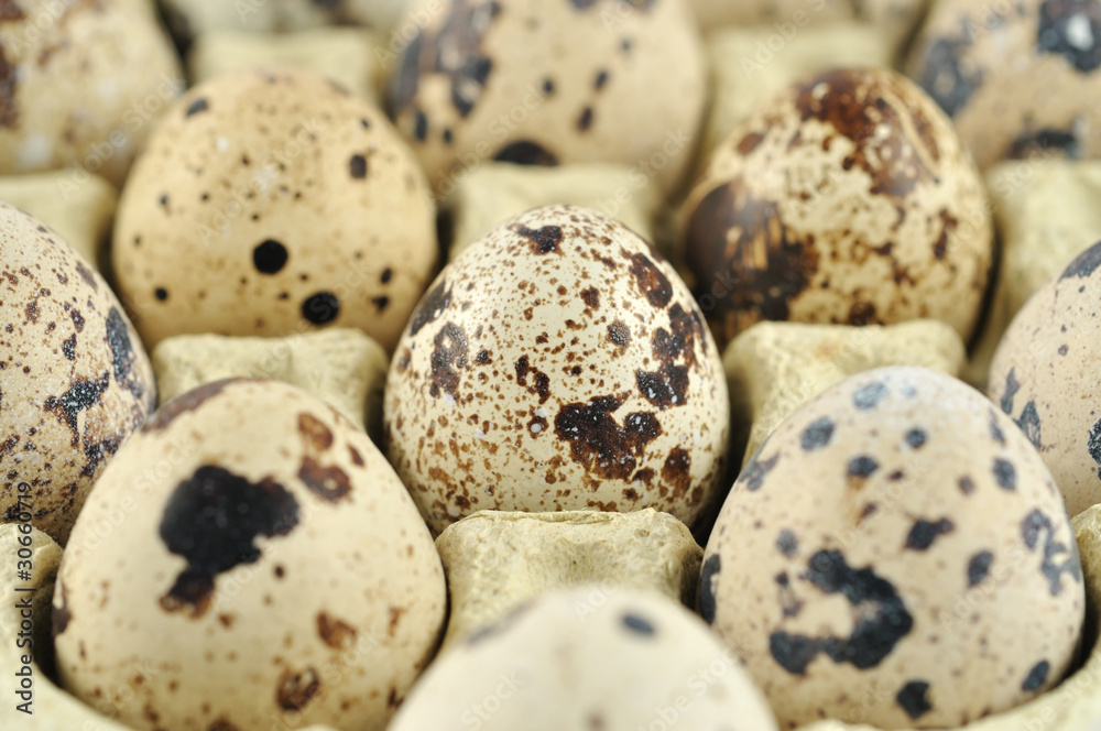 quail eggs background quail eggs background