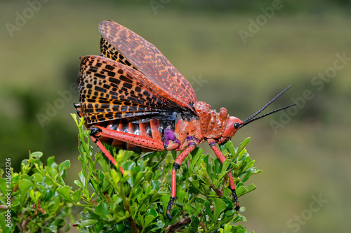 Pyrgomorphid grasshopper