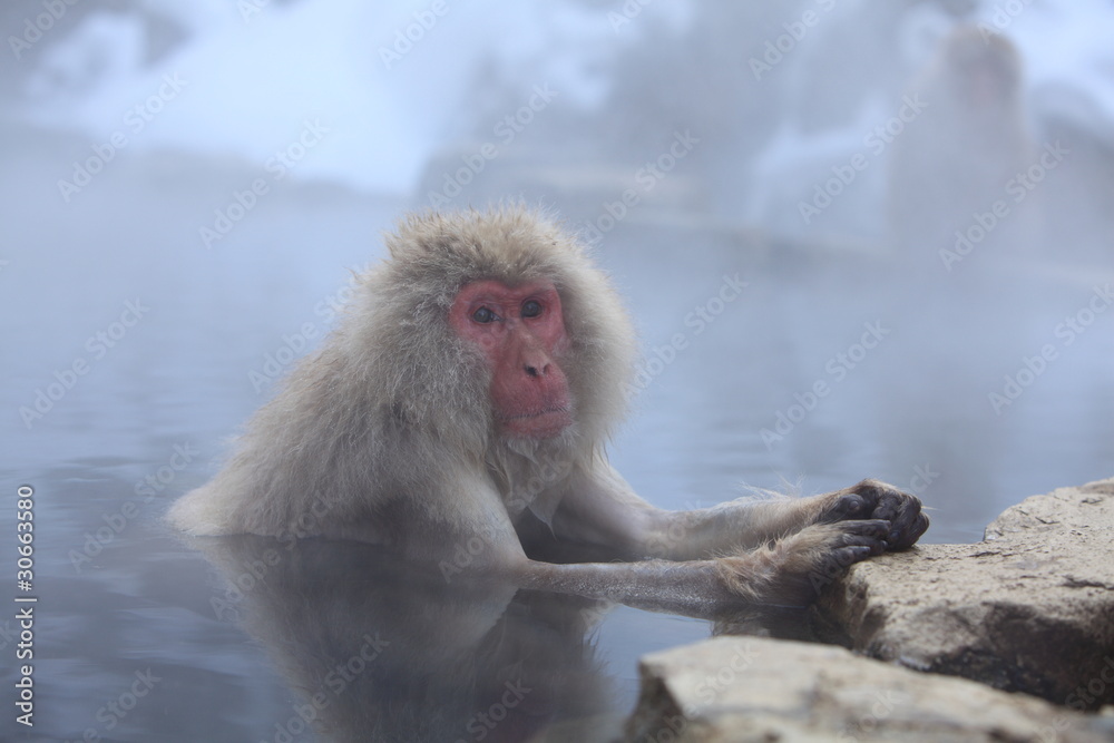 Naklejka premium ニホンザル