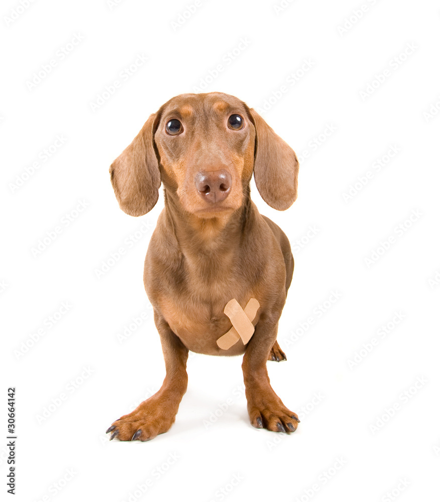 dachshund