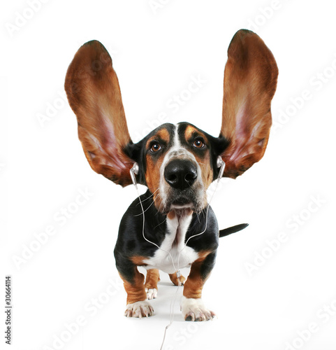 basset hound listening to music