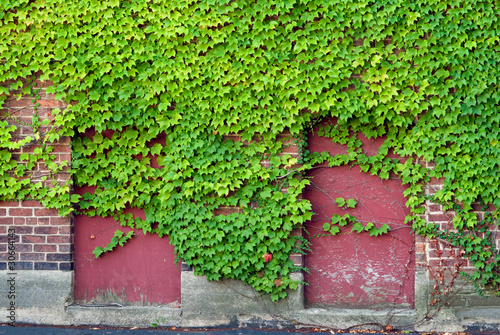 Boarded Windows with Ivy