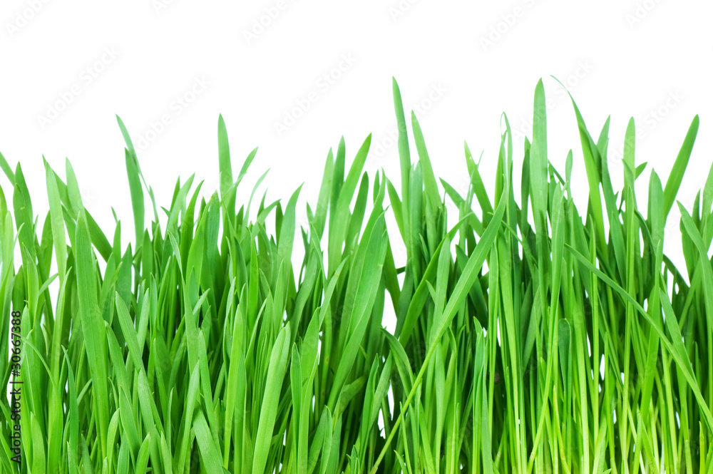 Fresh green grass isolated on white background Fresh green grass isolated on white background