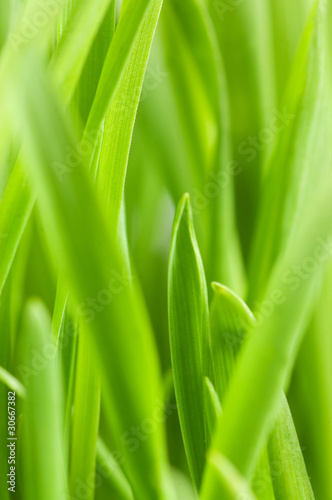 Fresh green grass isolated on white background
