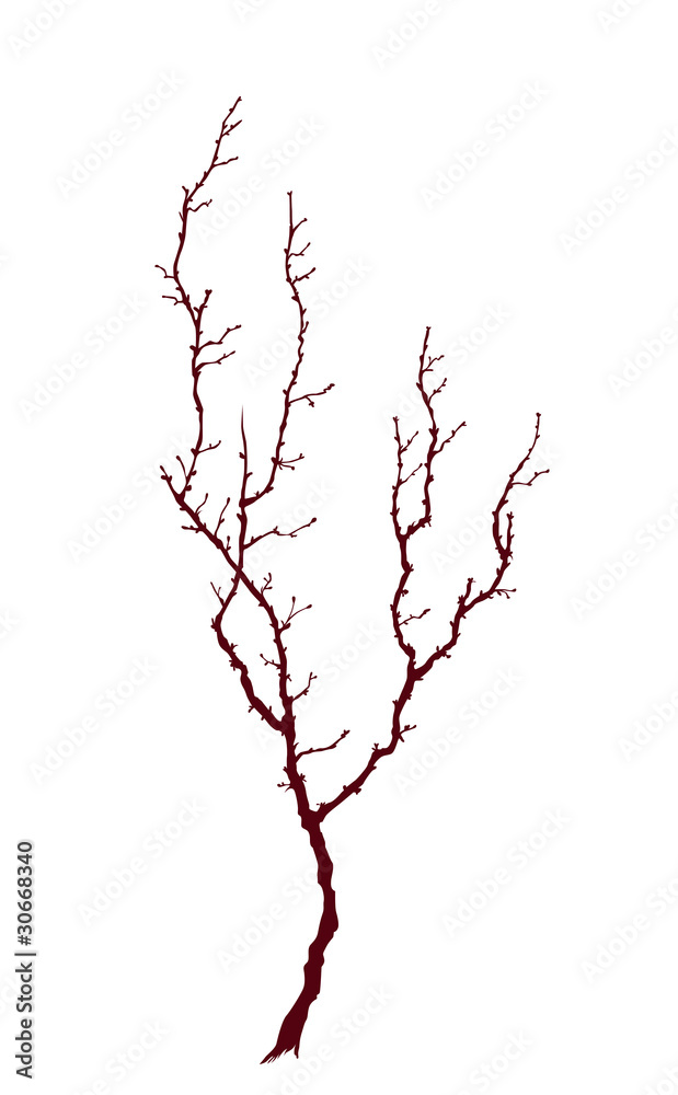 Fototapeta premium Young tree isolated on white background