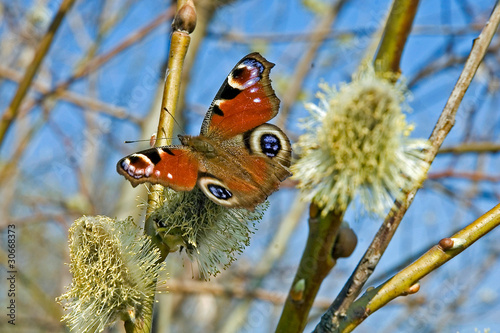 butterfly peacock eye
