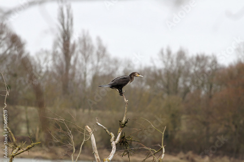 cormoran1