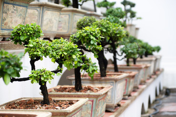 Acrylglasbilder Bonsai Bonsai-Bäume in einer Reihe  © Alexander Pekour