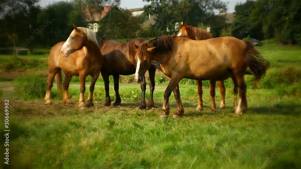 four horses grazing in the meadow four horses grazing in the meadow
