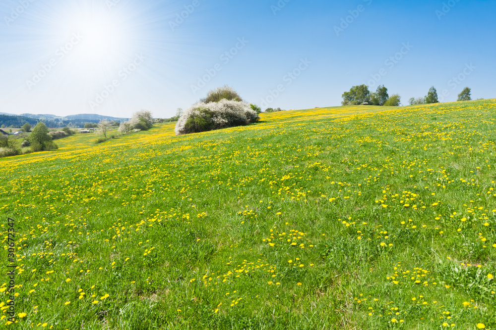 spring meadow