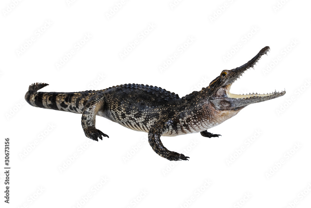 Fototapeta premium Crocodile stuff isolate on the white.