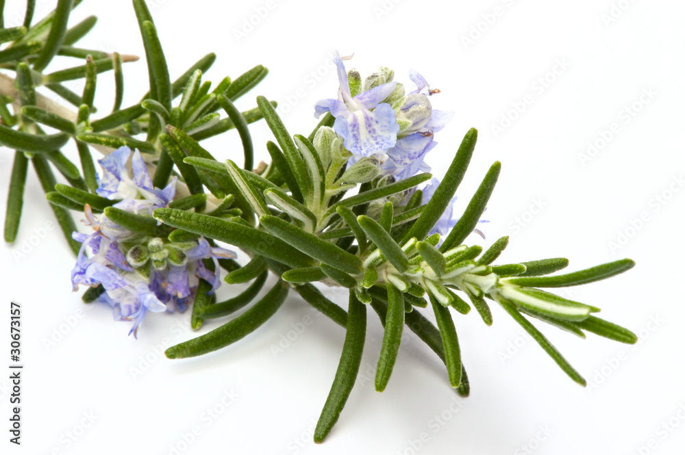 Rosmarinzweig mit Blüten I, Makro, isoliert Rosmarinzweig mit Blüten I, Makro, isoliert