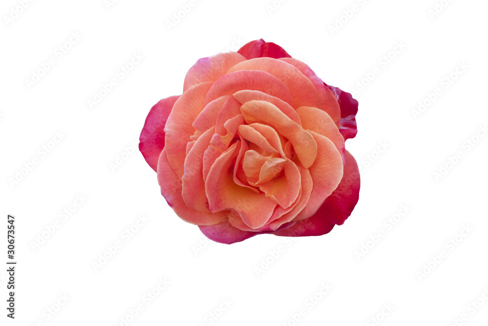 Fototapeta premium rose1