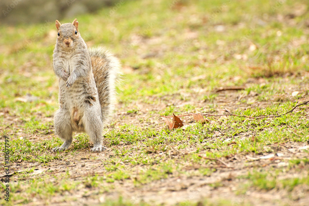 squirrel squirrel