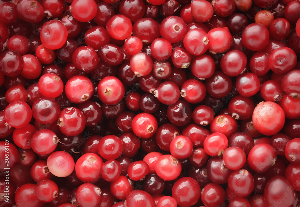 Fresh cranberries, natural horizontal background Fresh cranberries, natural horizontal background