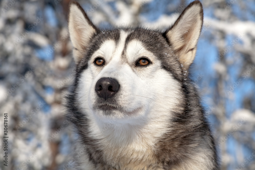 sled dog sled dog