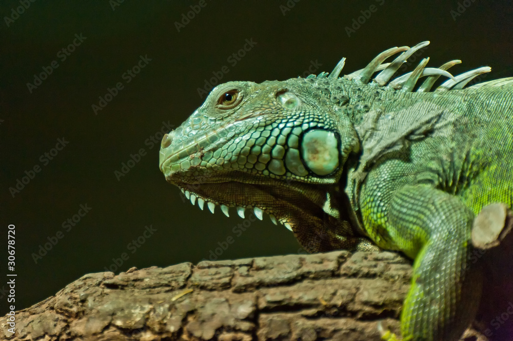 Fototapeta premium Drache