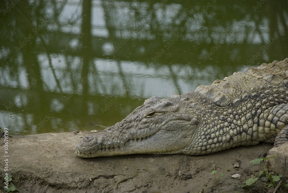 Obraz premium crocodile 1