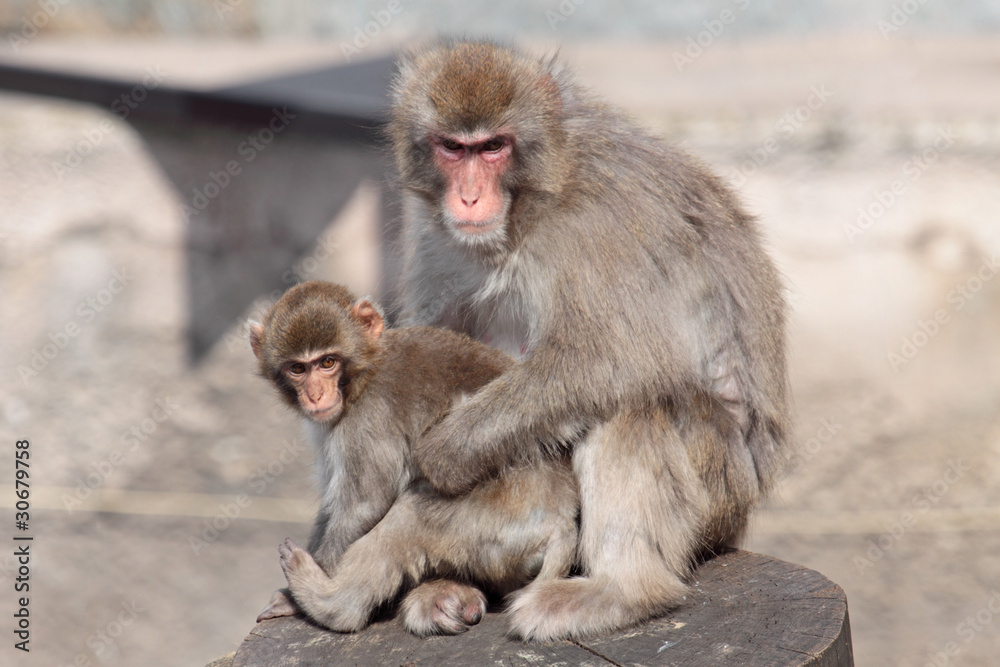 Japanese Macaque