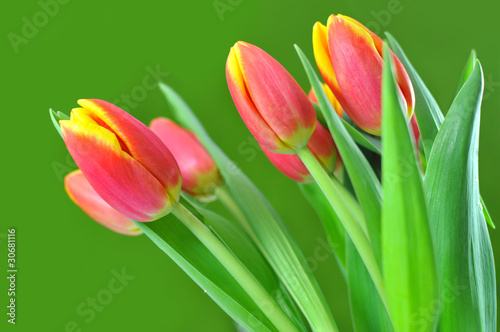 Spring tulips
